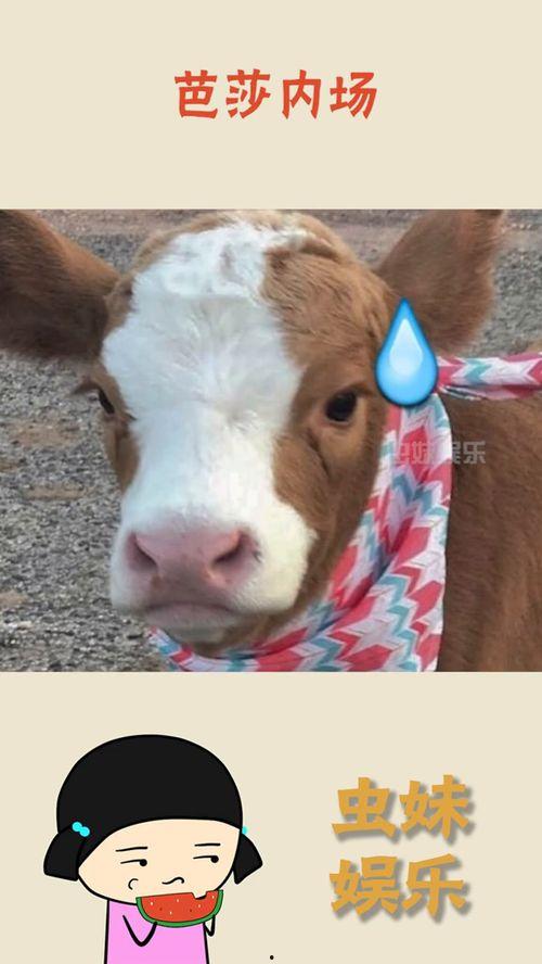 娱乐吃瓜酱幼崽,揭秘娱乐圈萌娃们的成长故事